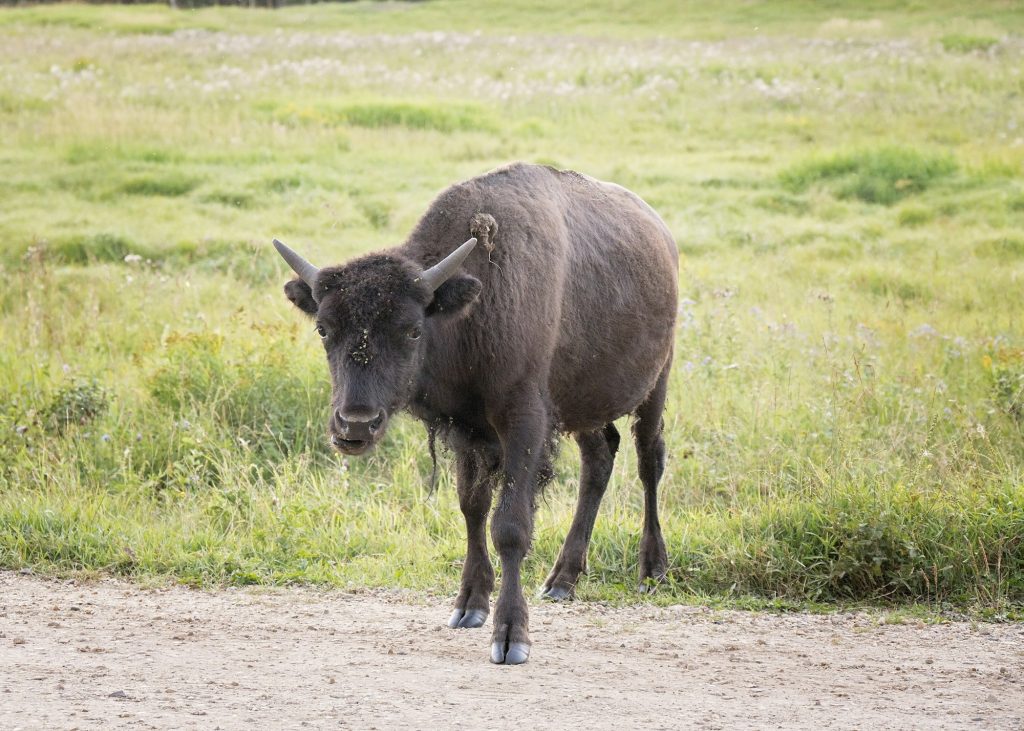 A juvenile, Plains Bison in a northern Alberta National Park.