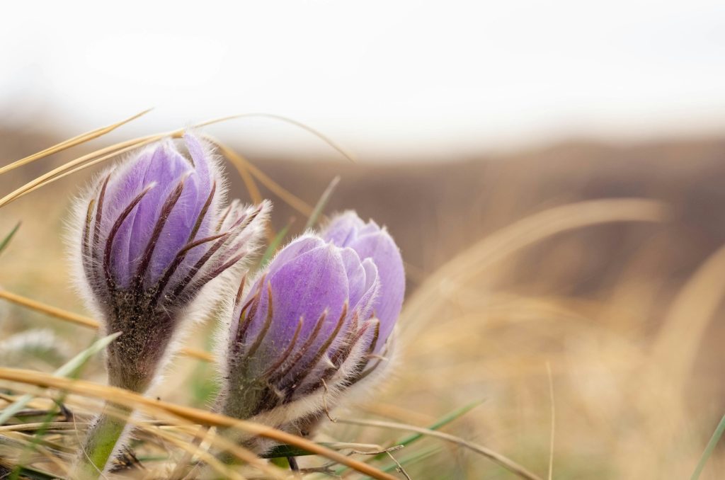 Prairie Crocus