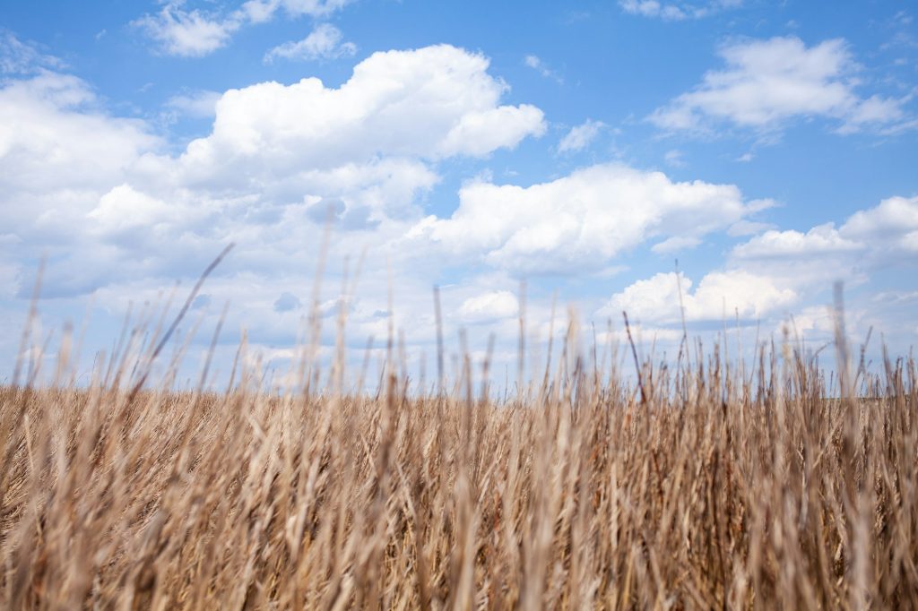 summer prairie with dry grass at the sunny day